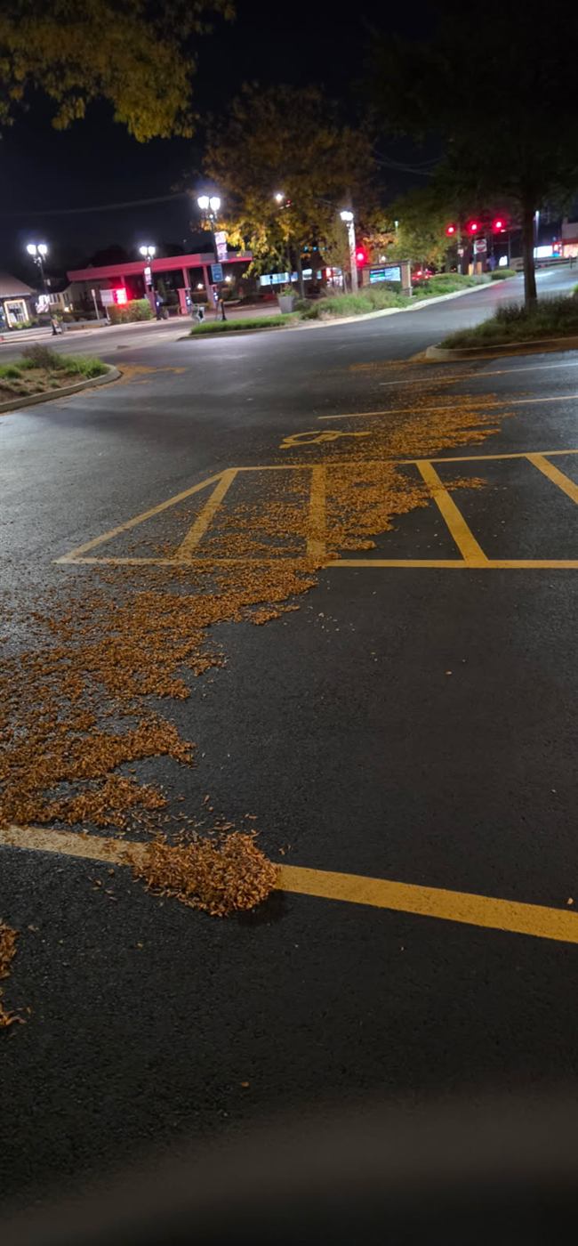 Before: Parking stalls cleared during leaf season