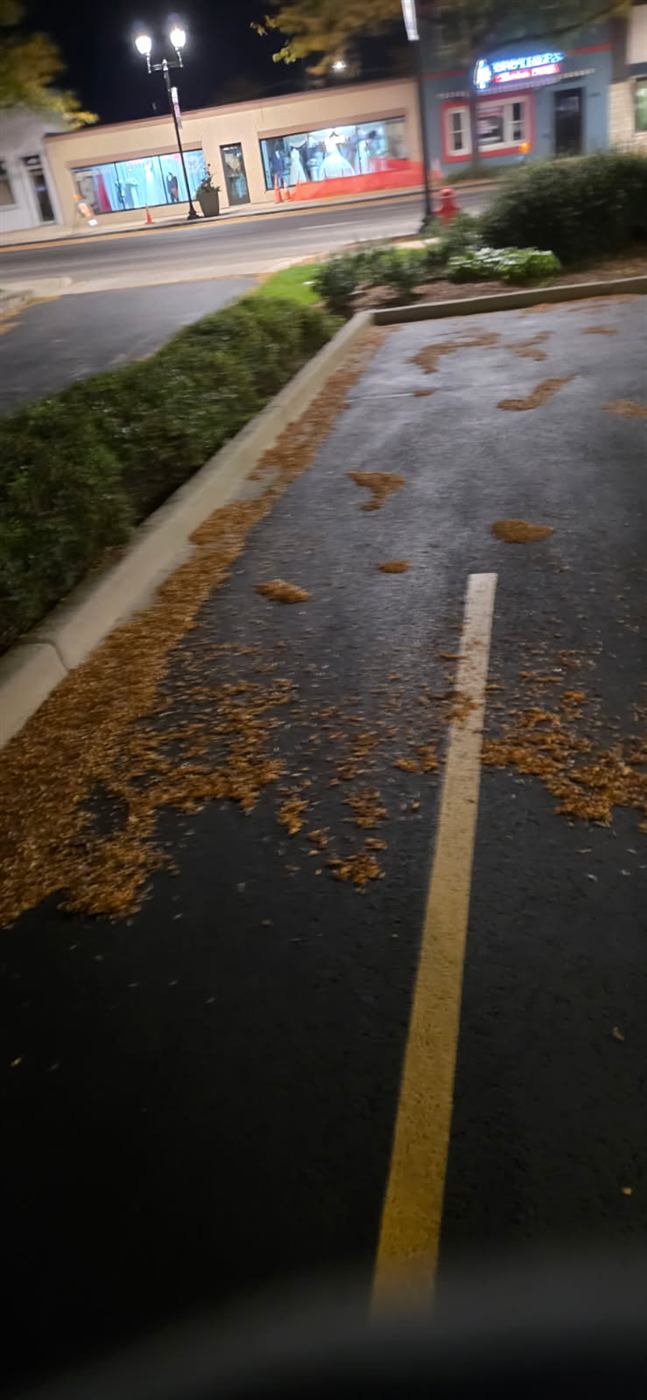Before: Fall leaves cleared from a drive aisle