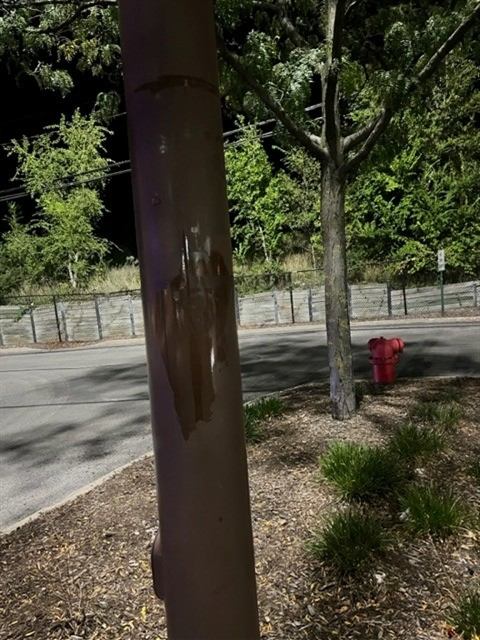 After: Sticker removed from a light pole