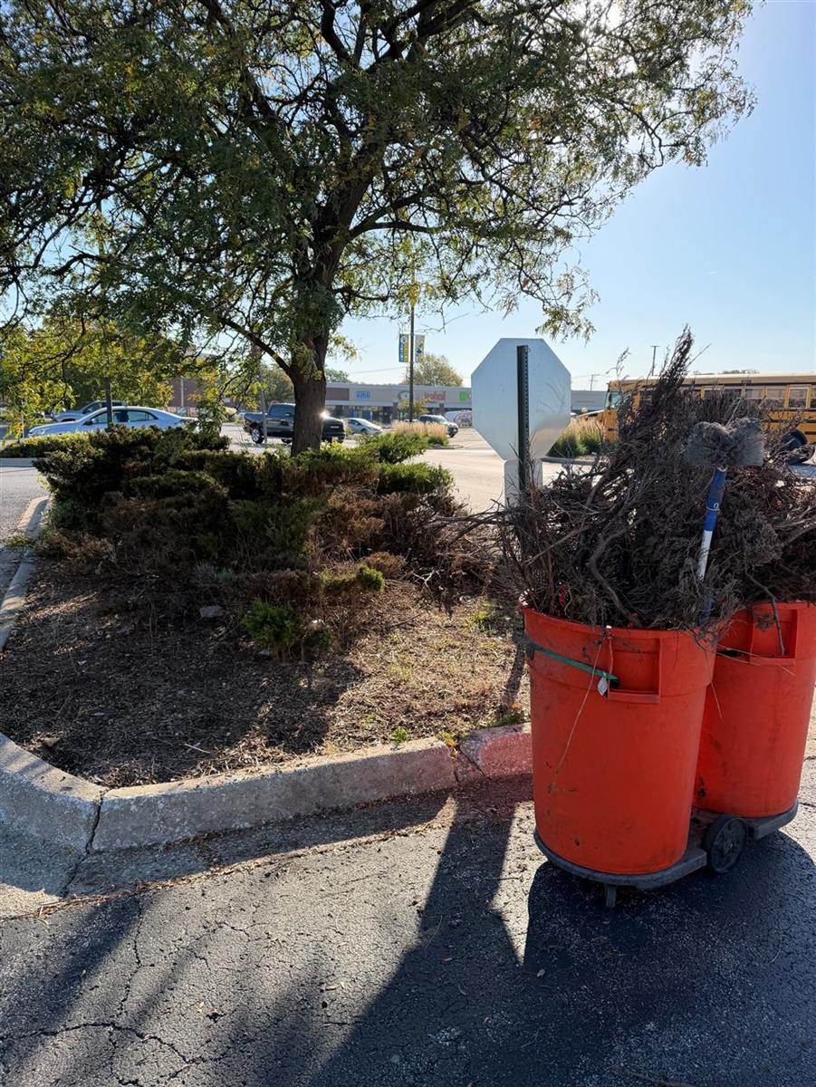 After: Overgrown landscape island cut back and cleaned up