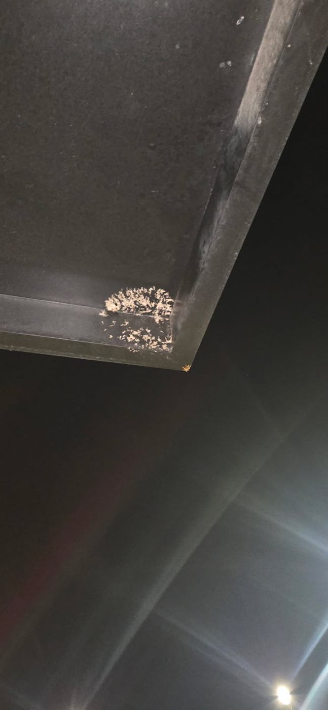 After: Wasp nest removed from a canopy