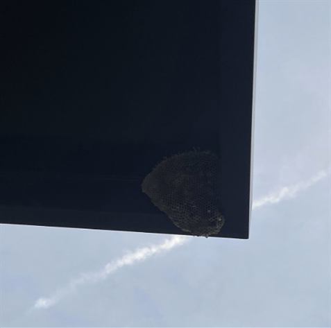 Before: Wasp nest removed from a canopy
